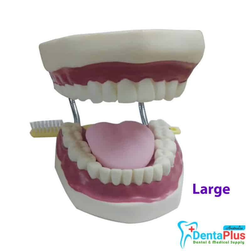 Brushing Teeth Model Large #Each